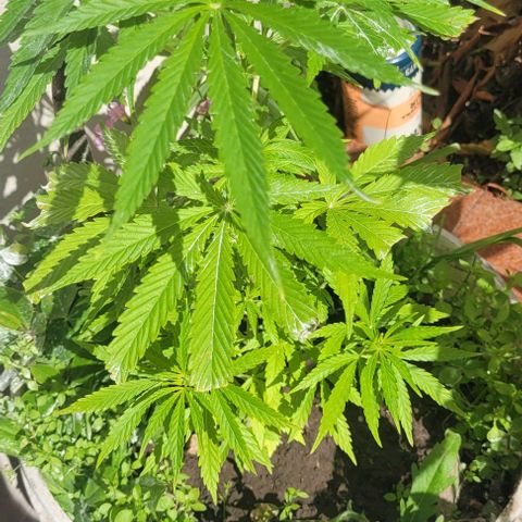 Mago Genetics growlog timeline photo