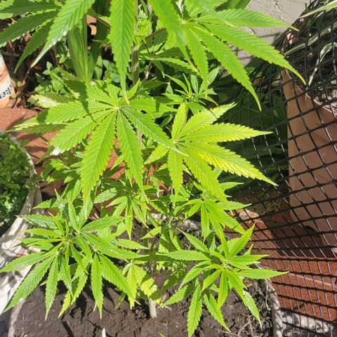 Mago Genetics growlog timeline photo