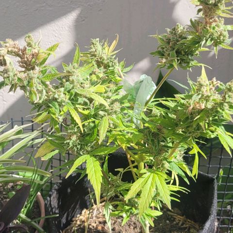 Cinderella jack - Expocann'23 growlog photo: What remains from plague..
