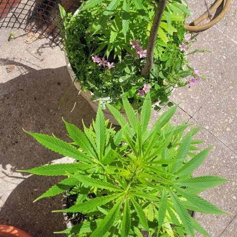 Mago Genetics growlog timeline photo
