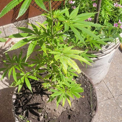 Mago Genetics growlog timeline photo