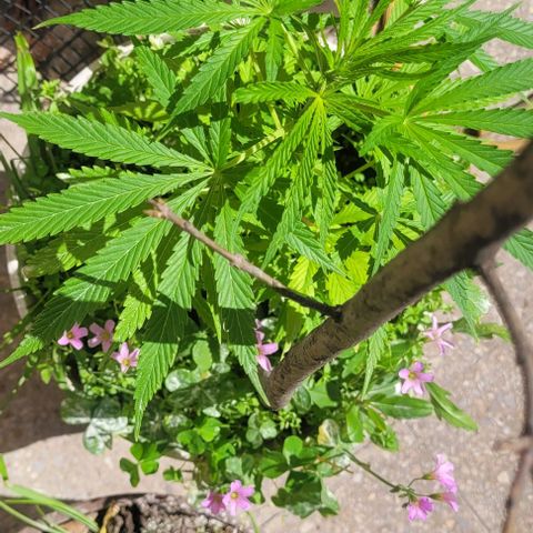 Mago Genetics growlog timeline photo