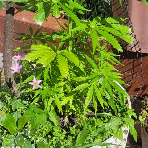 Mago Genetics growlog timeline photo