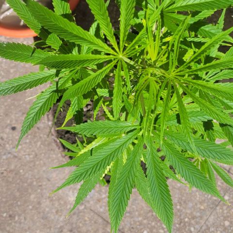 Mago Genetics growlog timeline photo
