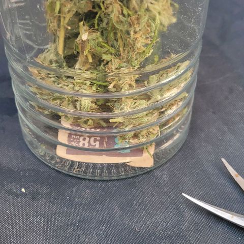Cinderella jack - Expocann'23 growlog photo: Final harvest & a little more around to test righ now😏

gonna weigth them later