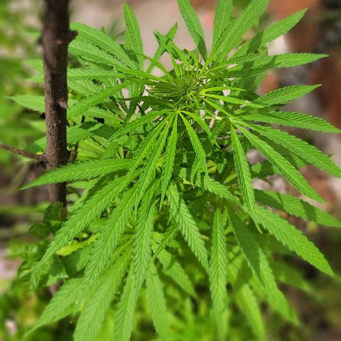 Mago Genetics growlog photo: They are just great!