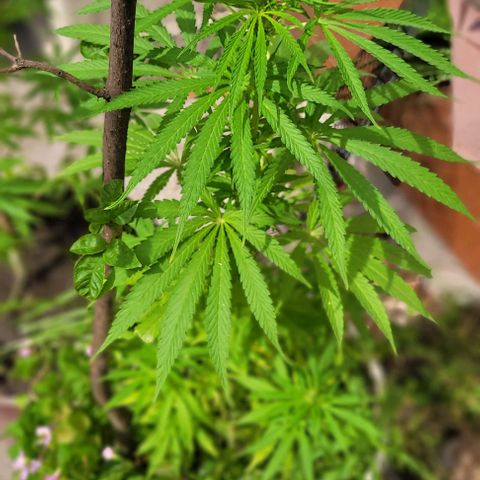 Mago Genetics growlog photo: They are just great!