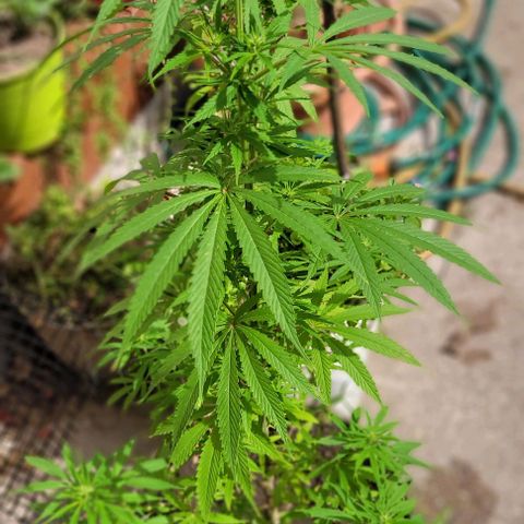 Mago Genetics growlog photo: They are just great!