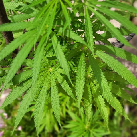 Mago Genetics growlog photo: They are just great!