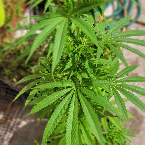 Mago Genetics growlog photo: They are just great!