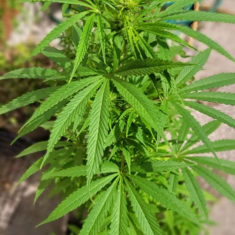 Mago Genetics growlog photo: They are just great!