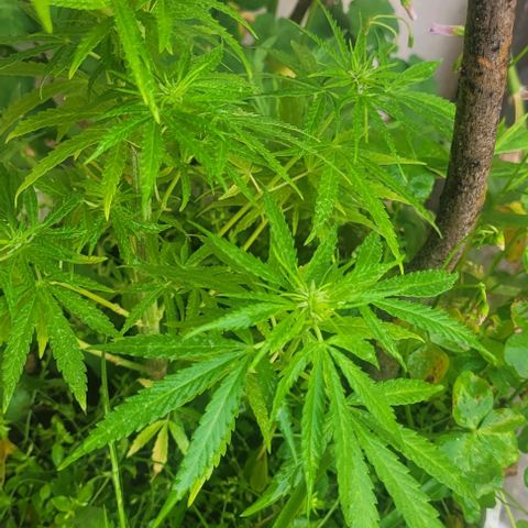 Mago Genetics growlog photo: They are fine, but I still cant erradicate the white fly 