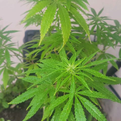 Mago Genetics growlog photo: They are fine, but I still cant erradicate the white fly 