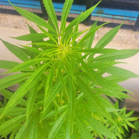 Mago Genetics growlog photo: They are fine, but I still cant erradicate the white fly 
