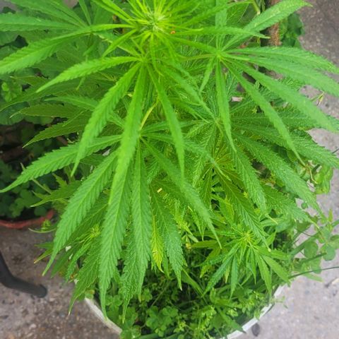 Mago Genetics growlog timeline photo