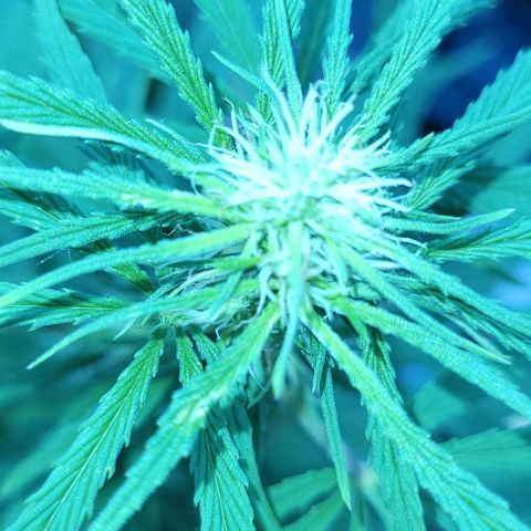 Mago Genetics growlog timeline photo