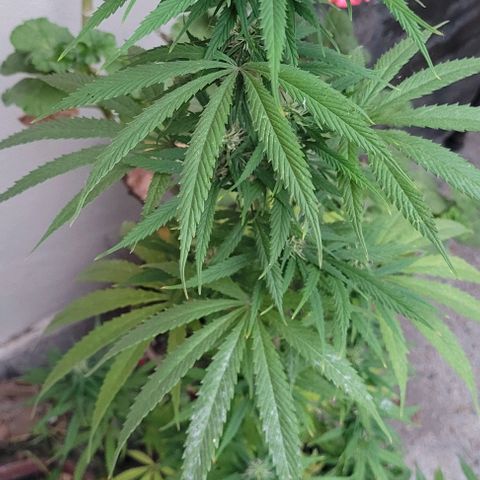 Mago Genetics growlog timeline photo