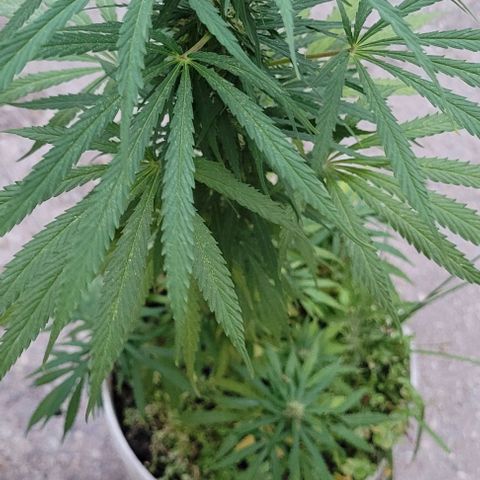 Mago Genetics growlog timeline photo