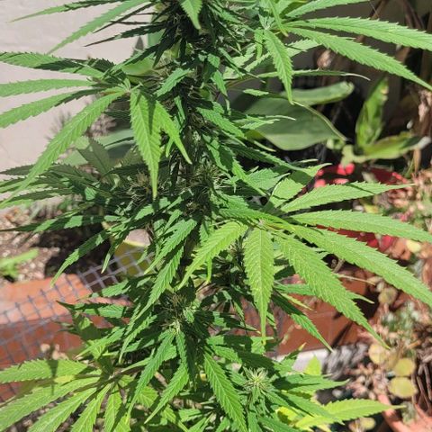 Mago Genetics growlog timeline photo