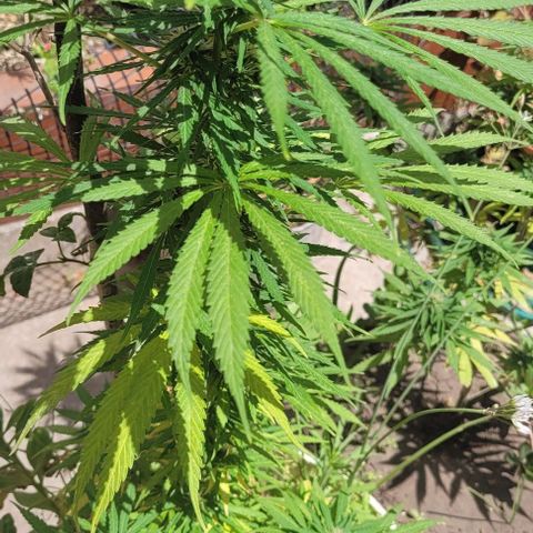 Mago Genetics growlog timeline photo