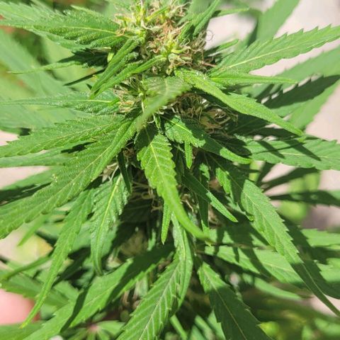Mago Genetics growlog timeline photo