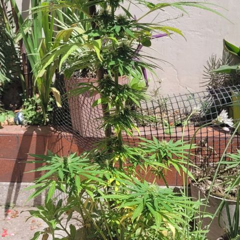 Mago Genetics growlog timeline photo