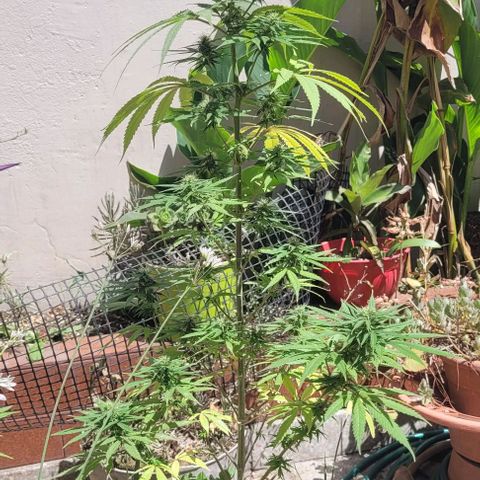 Mago Genetics growlog timeline photo