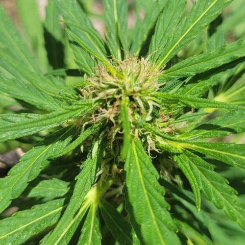 Mago Genetics growlog timeline photo