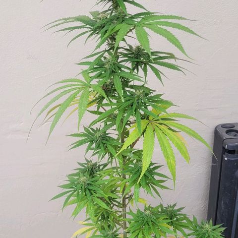Mago Genetics growlog timeline photo