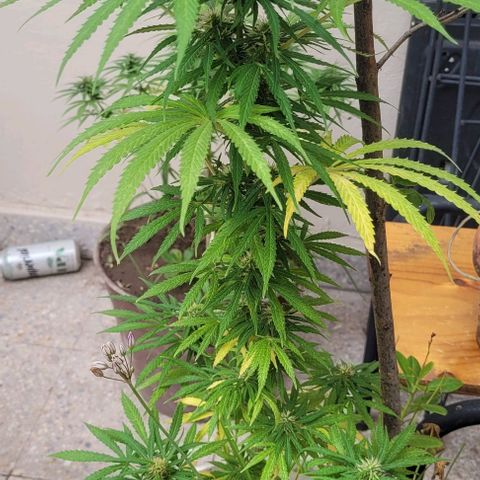 Mago Genetics growlog timeline photo