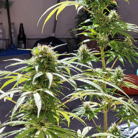 Mago Genetics growlog timeline photo