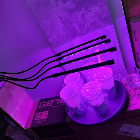Quick One growlog photo: Keimling eingepflanzt