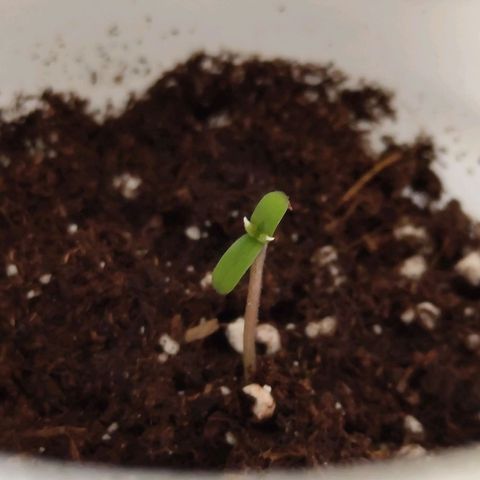 Quick One growlog photo: Erstes Schlüpfen