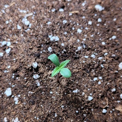 Quick One growlog photo: Umtopfen in Endtopf