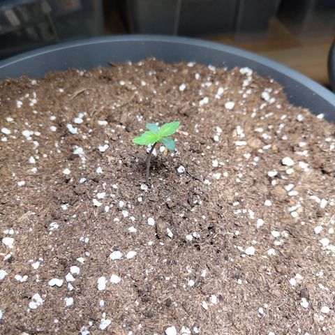Quick One growlog timeline photo
