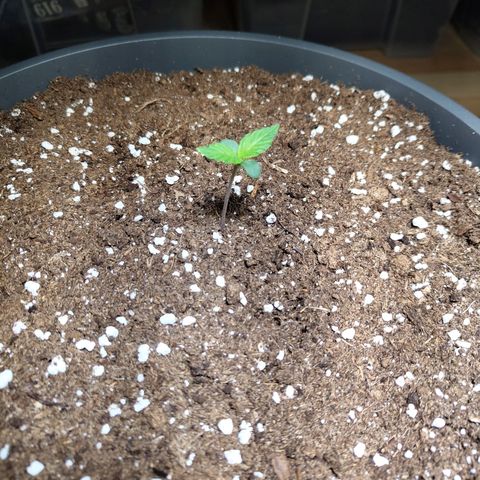 Quick One growlog timeline photo