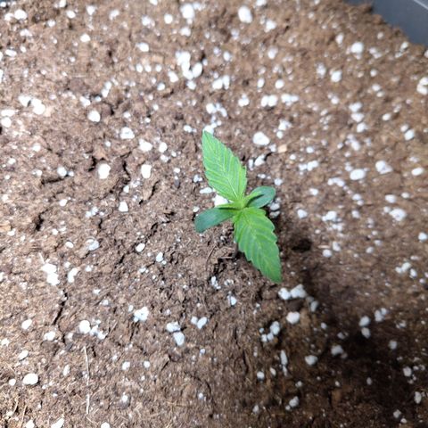 Quick One growlog timeline photo