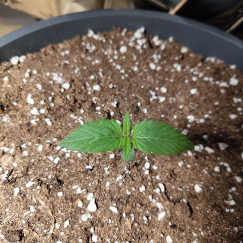 Quick One growlog timeline photo