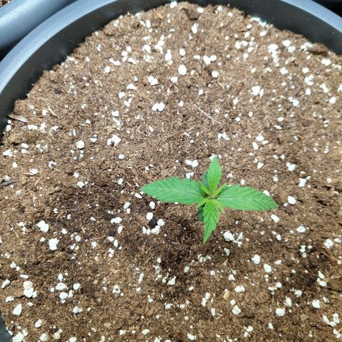Quick One growlog timeline photo