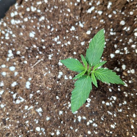 Quick One growlog timeline photo
