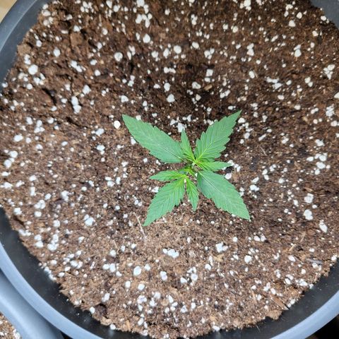 Quick One growlog timeline photo