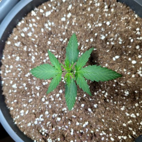 Quick One growlog timeline photo