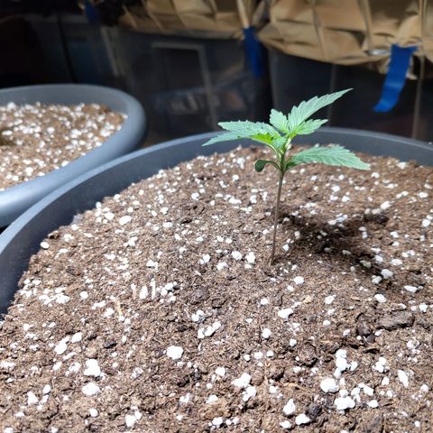 Quick One growlog timeline photo