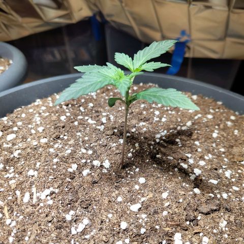 Quick One growlog timeline photo