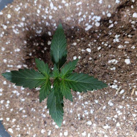 Quick One growlog timeline photo