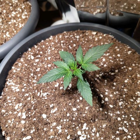 Quick One growlog timeline photo