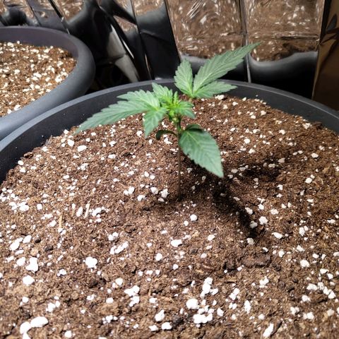 Quick One growlog timeline photo