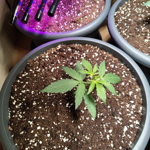 Quick One growlog timeline photo
