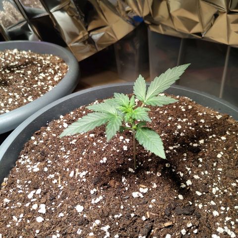 Quick One growlog timeline photo