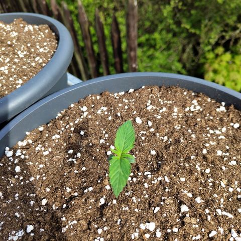 Quick One growlog photo: Erstes mal Sonne